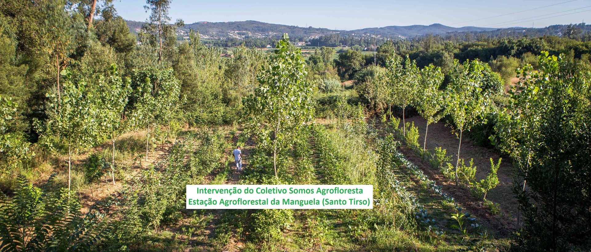 Agrofloresta Sintrópica na Regeneração dos Ecossistemas